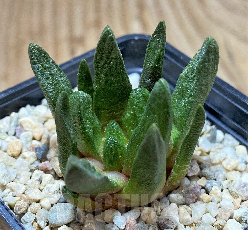 SH1505 Ariocarpus scapharostrus - Image 2