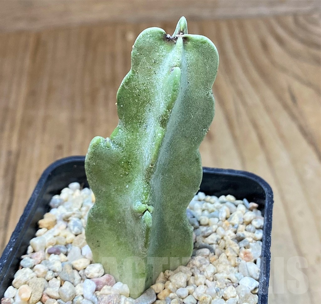 SH1508 Caralluma flava - Image 2