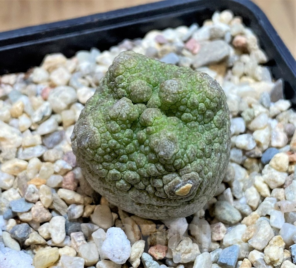 SH1512 Pseudolithos cubiformis