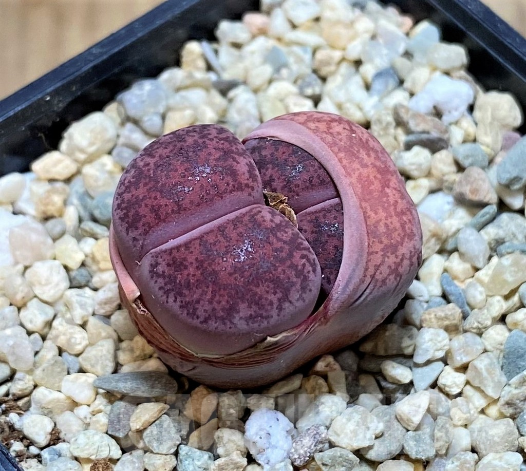 SH1516 Lithops lesliei 'Fred's Redhead' 2 heads