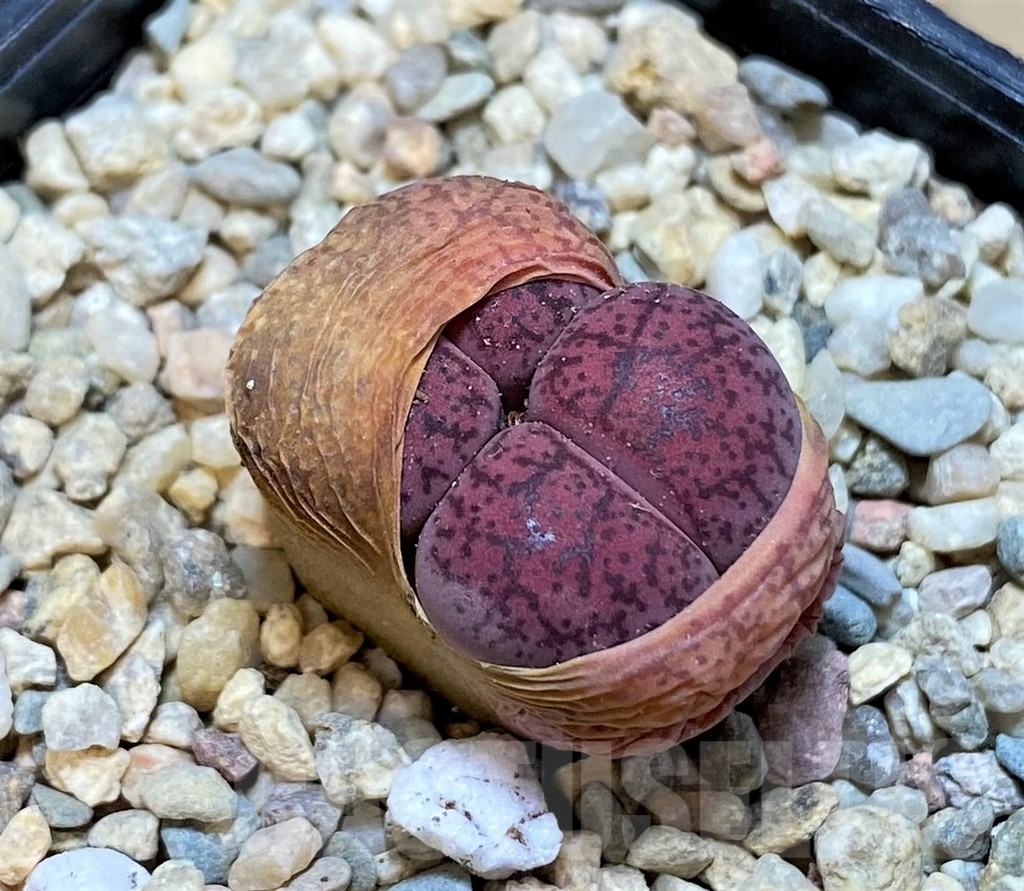 SH1517 Lithops lesliei 'Fred's Redhead' 2 heads