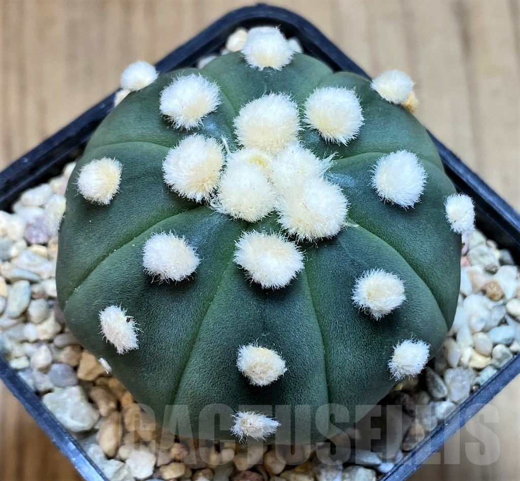 SH1544 Astrophytum asterias 'Ooibo'