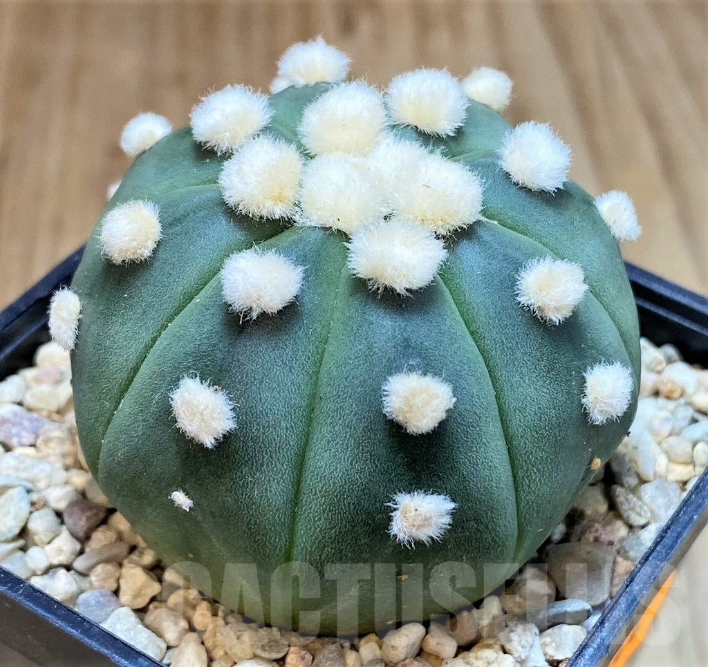 SH1544 Astrophytum asterias 'Ooibo' - Image 2