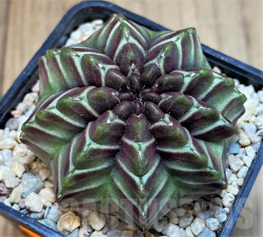 SH1545 Gymnocalycium mihanovichii ‘Nana’ x ‘Day Dream’, seedling