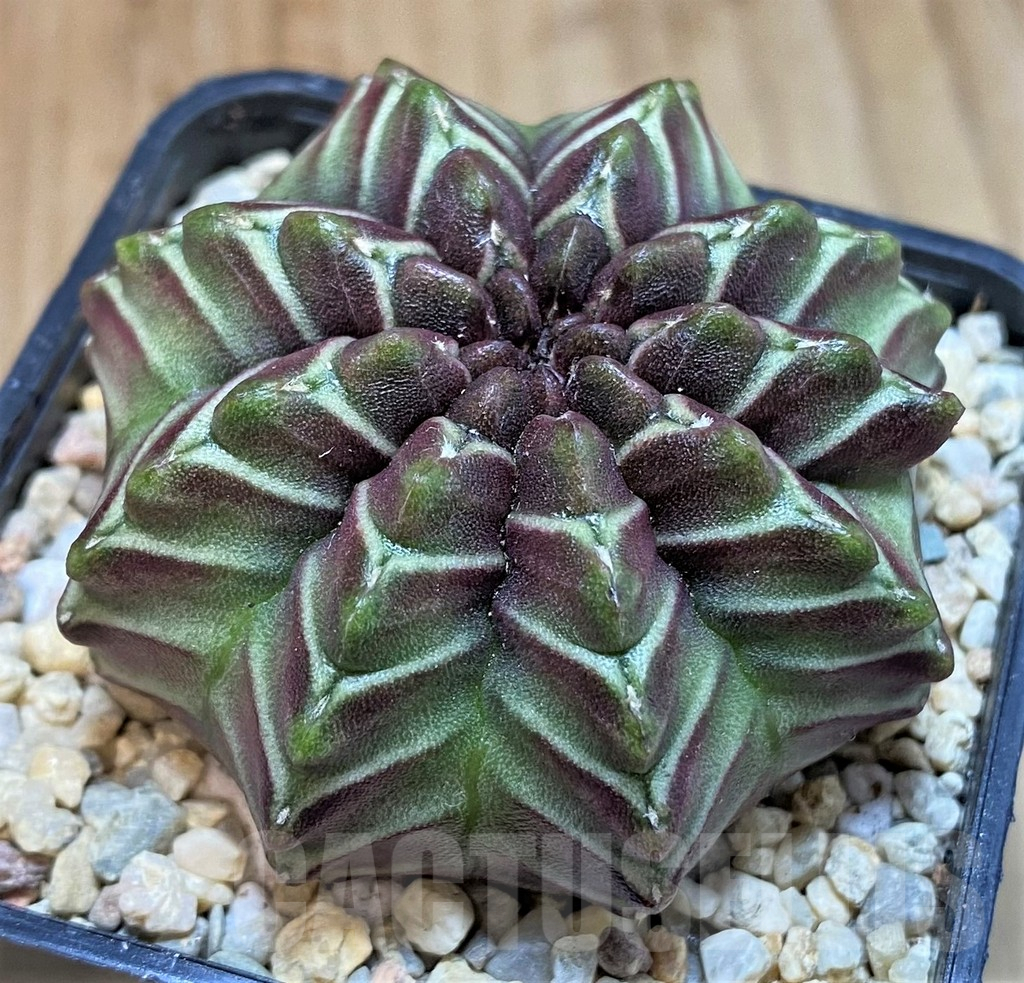SH1545 Gymnocalycium mihanovichii ‘Nana’ x ‘Day Dream’, seedling - Image 2
