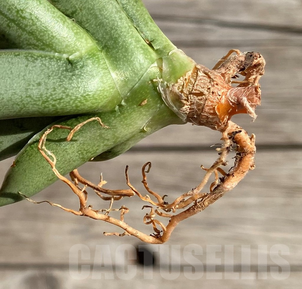 SH1567 Sansevieria 'Silver Crown' - Image 3