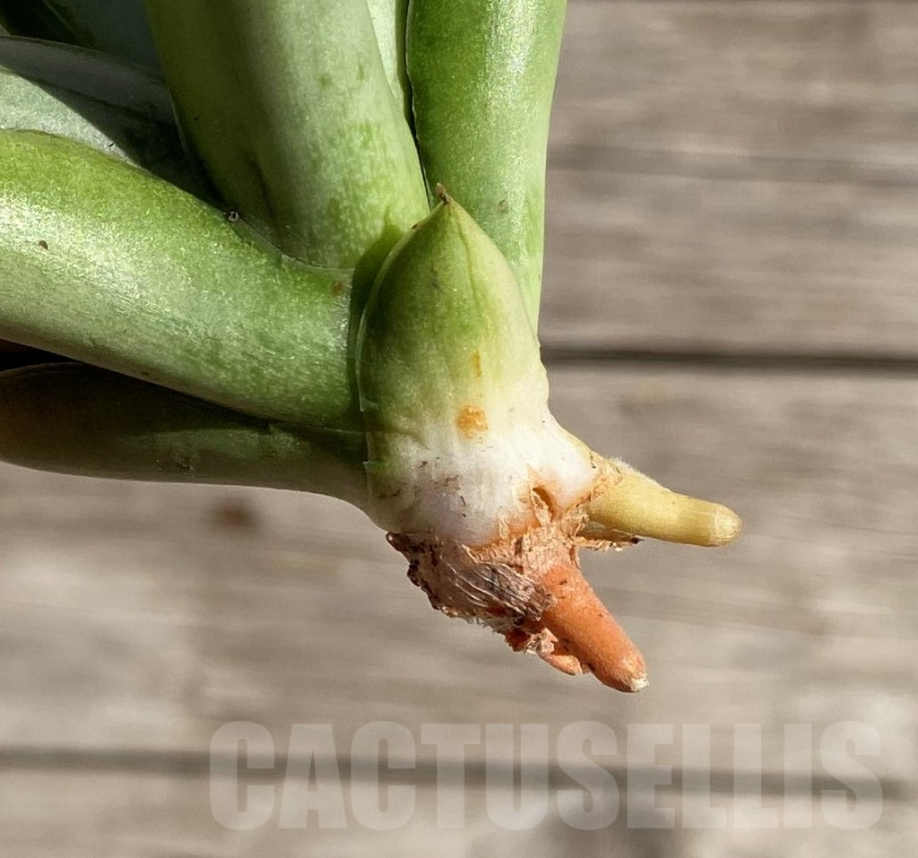 SH1587 Sansevieria 'Ice man' - Image 2