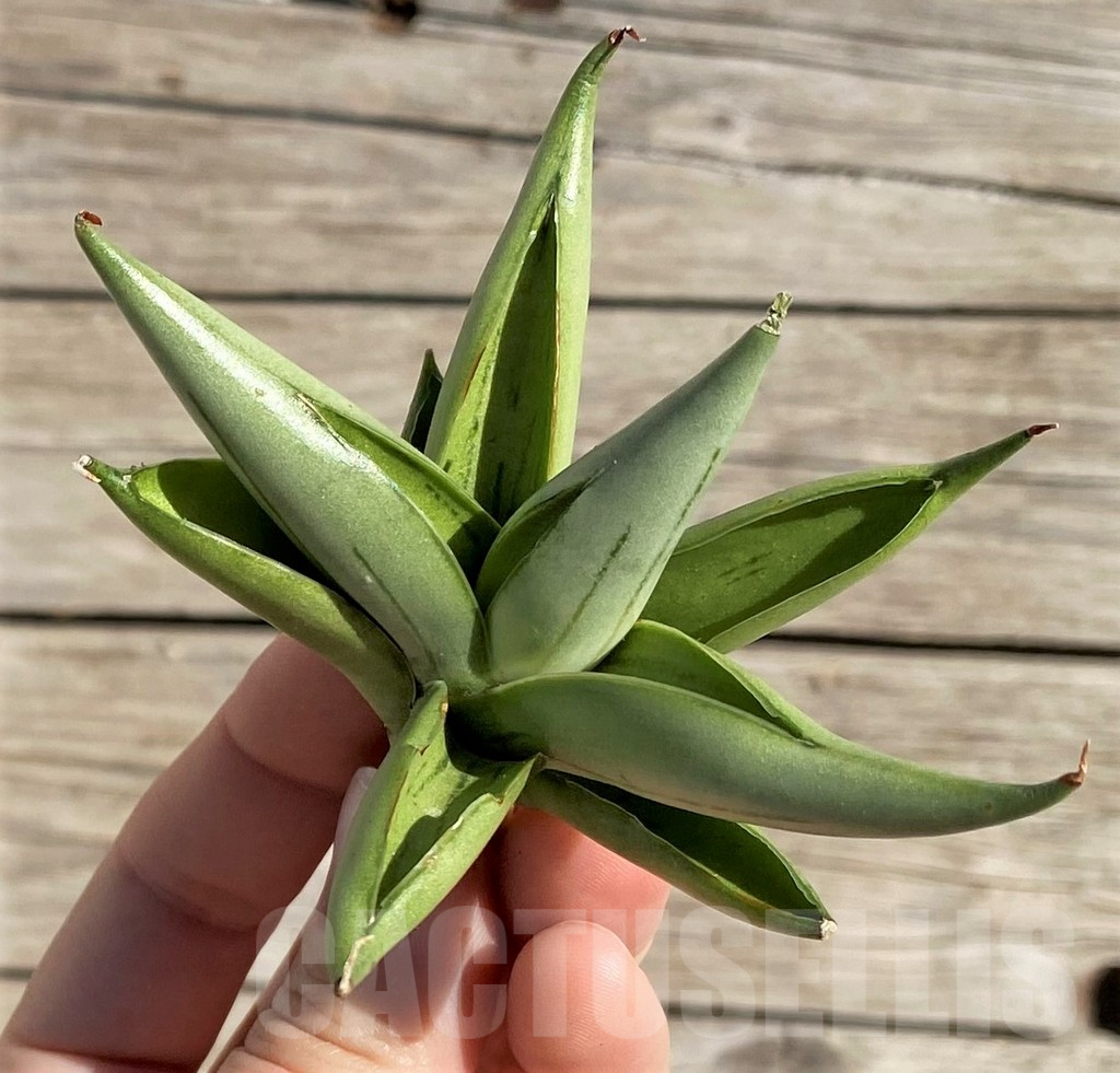 SH1587 Sansevieria 'Ice man' - Image 3