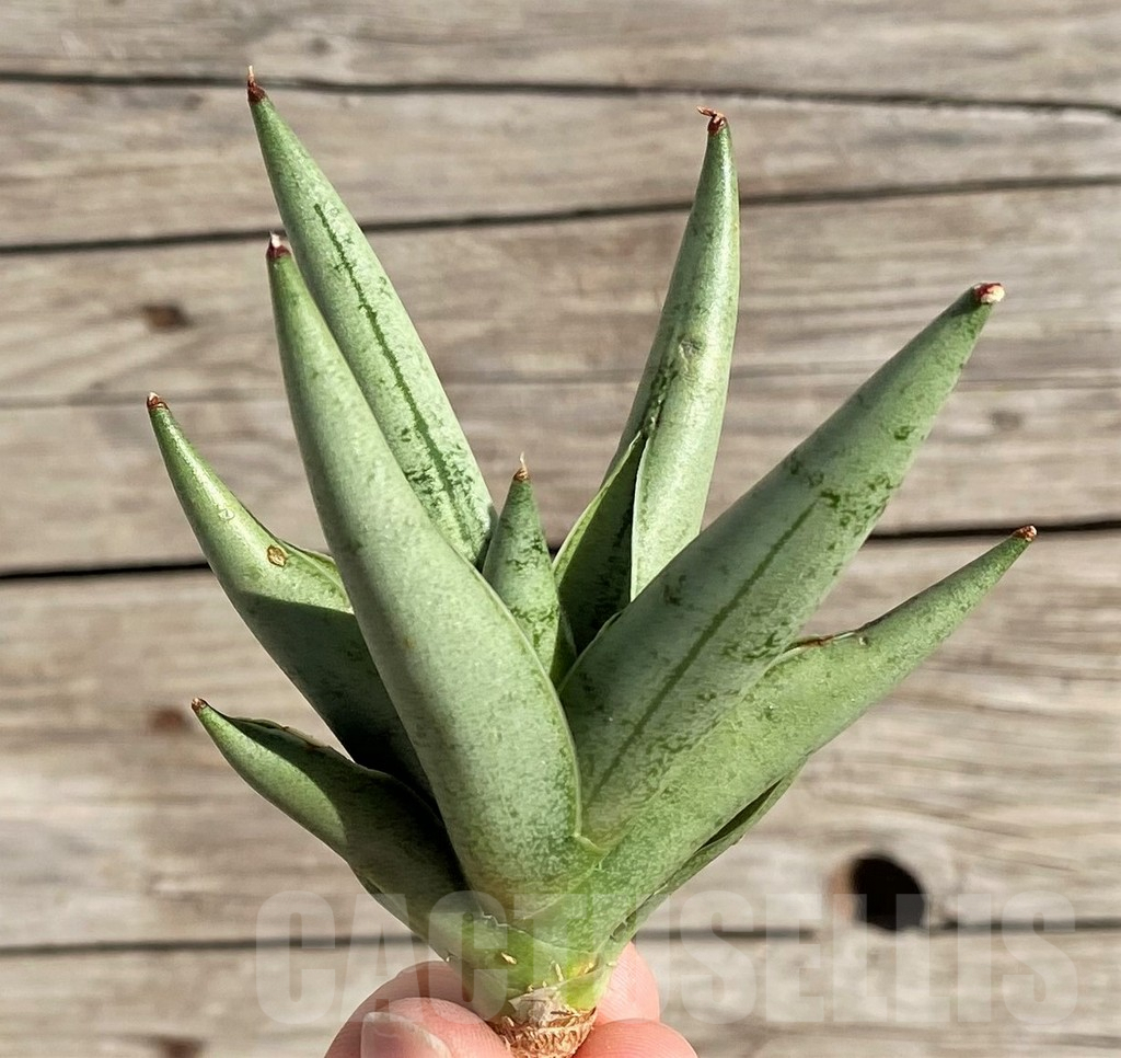 SH1567 Sansevieria 'Silver Crown' - Image 2