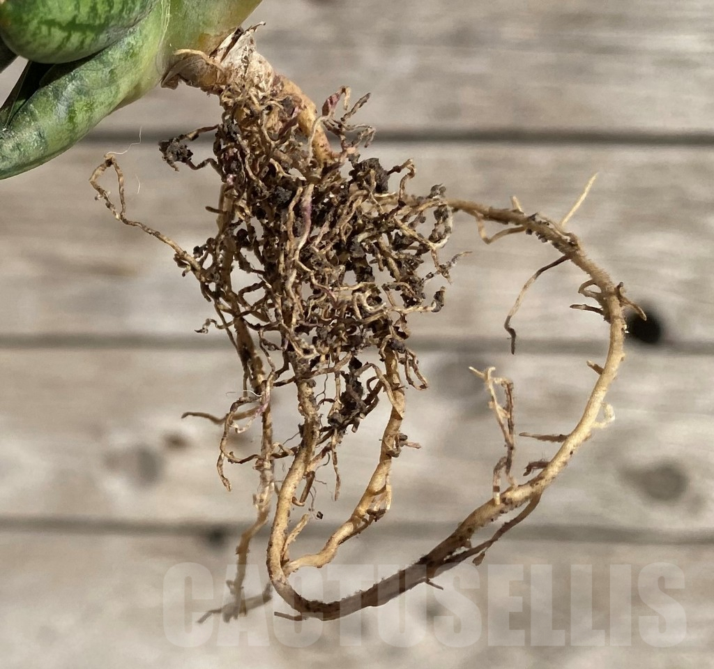 SH1599 Sansevieria 'Manee' hybrid - Image 2