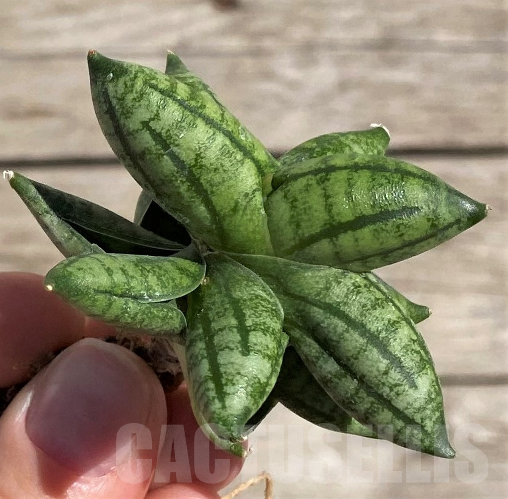 SH1599 Sansevieria 'Manee' hybrid
