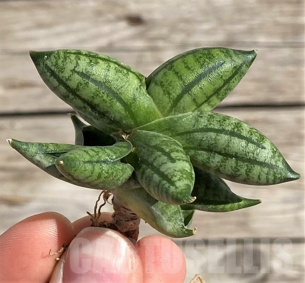 SH1599 Sansevieria 'Manee' hybrid - Image 3