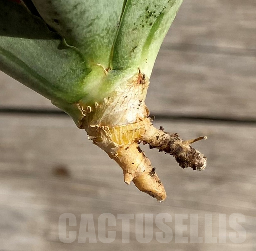 SH1569 Sansevieria 'Fatman' - Image 4