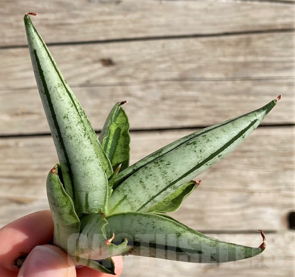 SH1569 Sansevieria 'Fatman'