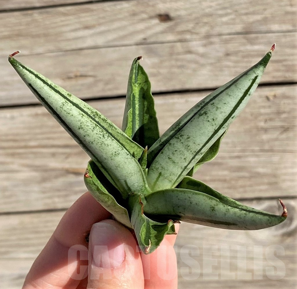 SH1569 Sansevieria 'Fatman' - Image 3