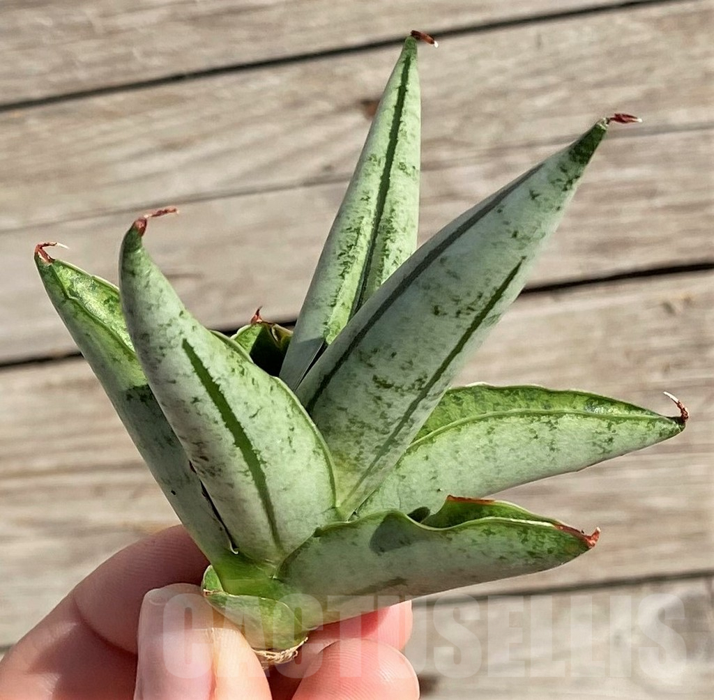 SH1569 Sansevieria 'Fatman' - Image 2