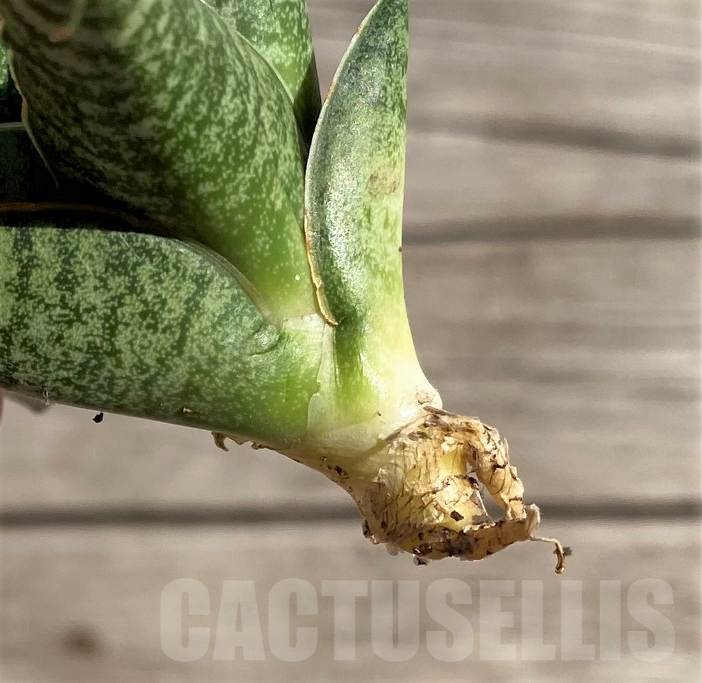 SH1572 Sansevieria 'Sindoro' - Image 3