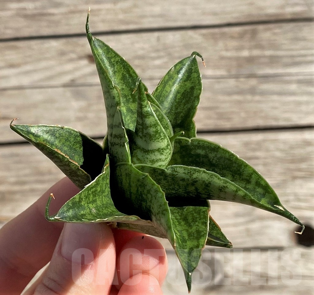 SH1572 Sansevieria 'Sindoro' - Image 2