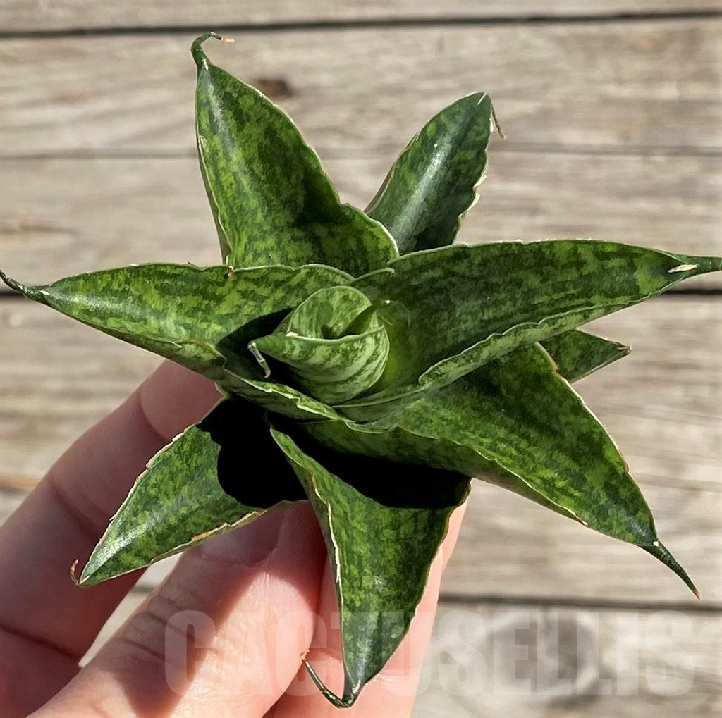 SH1572 Sansevieria 'Sindoro'