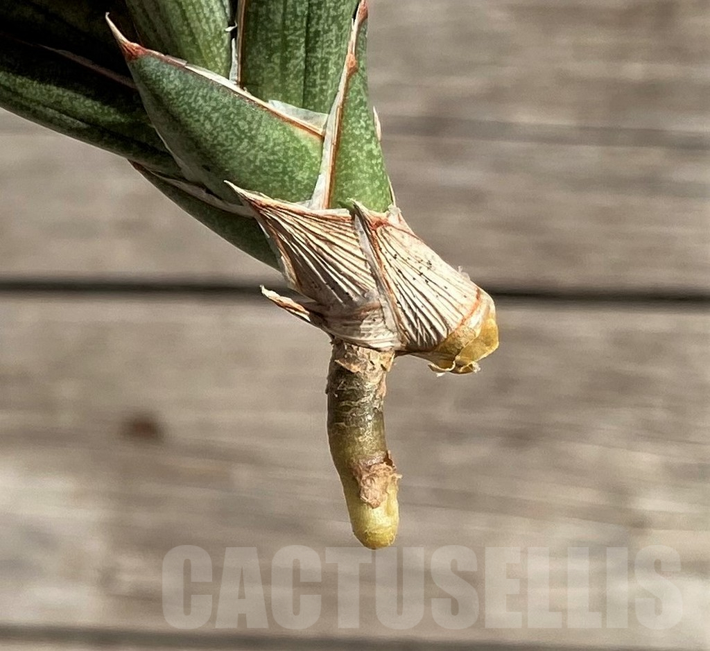 SH1576 Sansevieria 'Francisii' f. variegata - Image 4