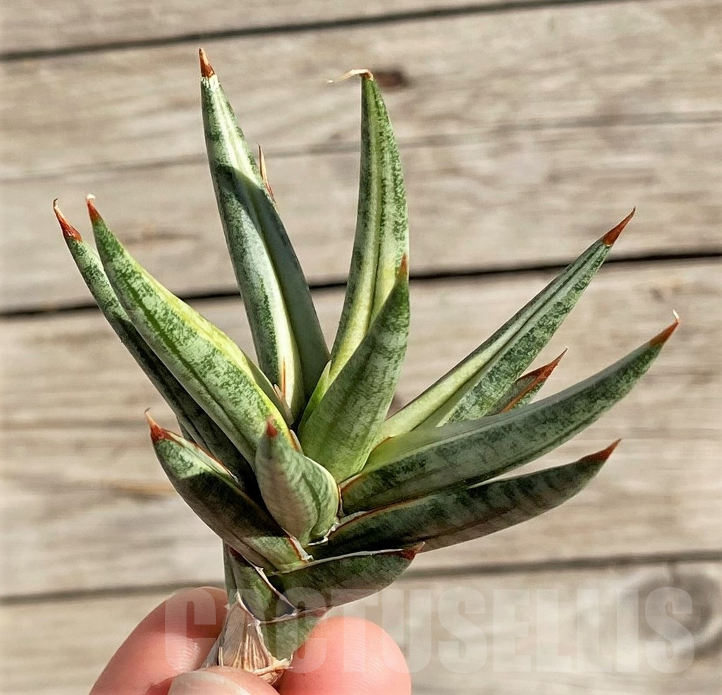 SH1576 Sansevieria 'Francisii' f. variegata - Image 3