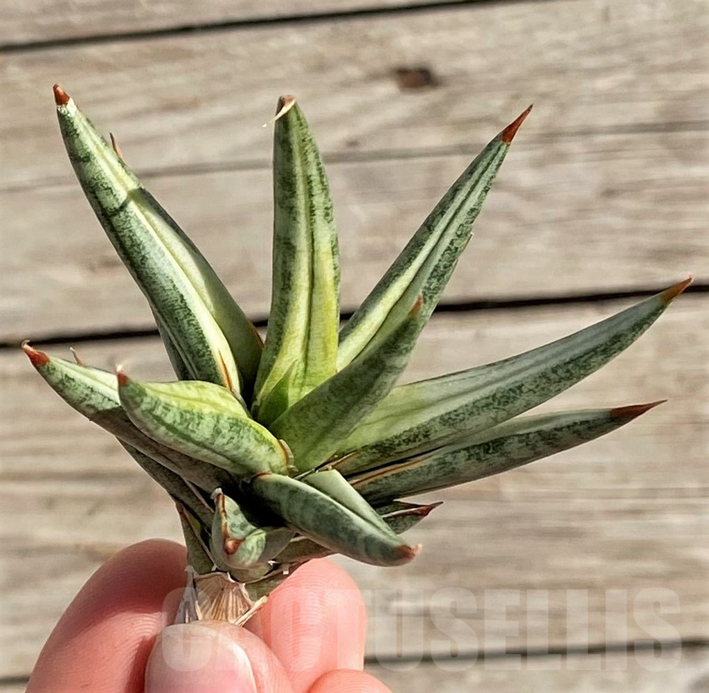 SH1576 Sansevieria 'Francisii' f. variegata