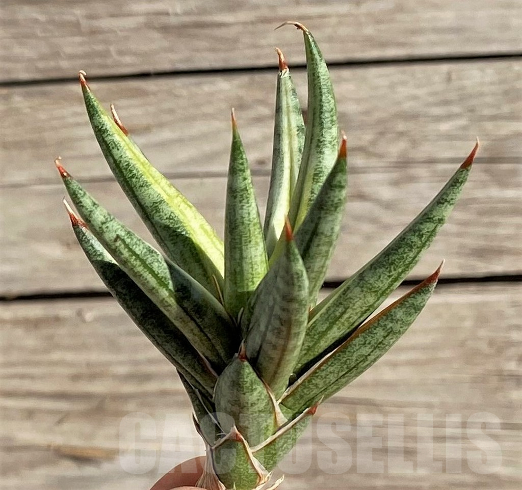 SH1576 Sansevieria 'Francisii' f. variegata - Image 2