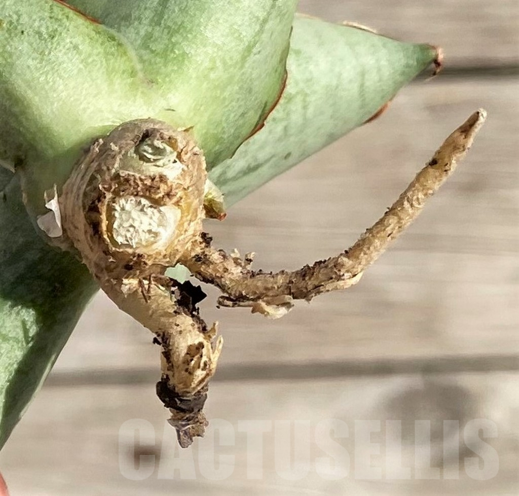 SH1580 Sansevieria 'Hobbit' - Image 3