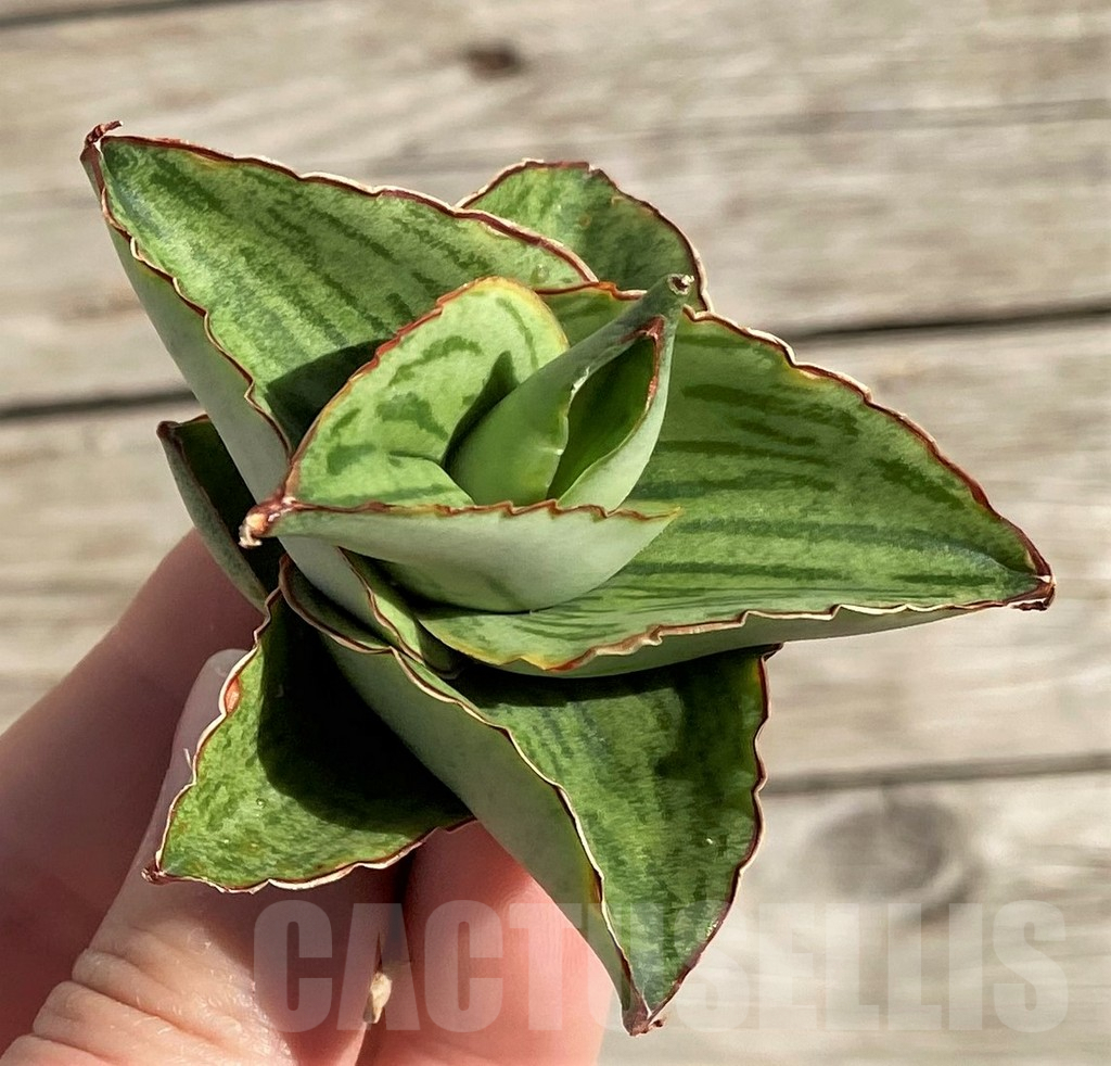SH1580 Sansevieria 'Hobbit' - Image 2