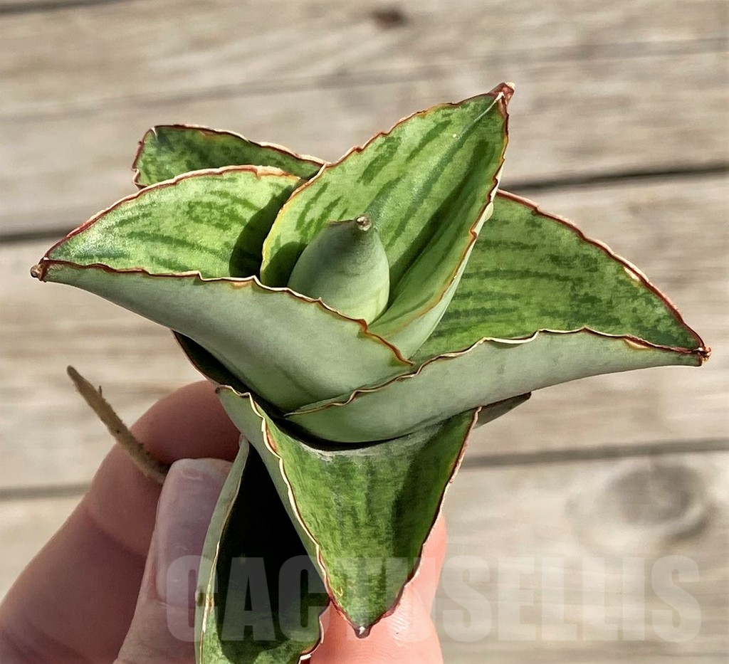 SH1580 Sansevieria 'Hobbit'