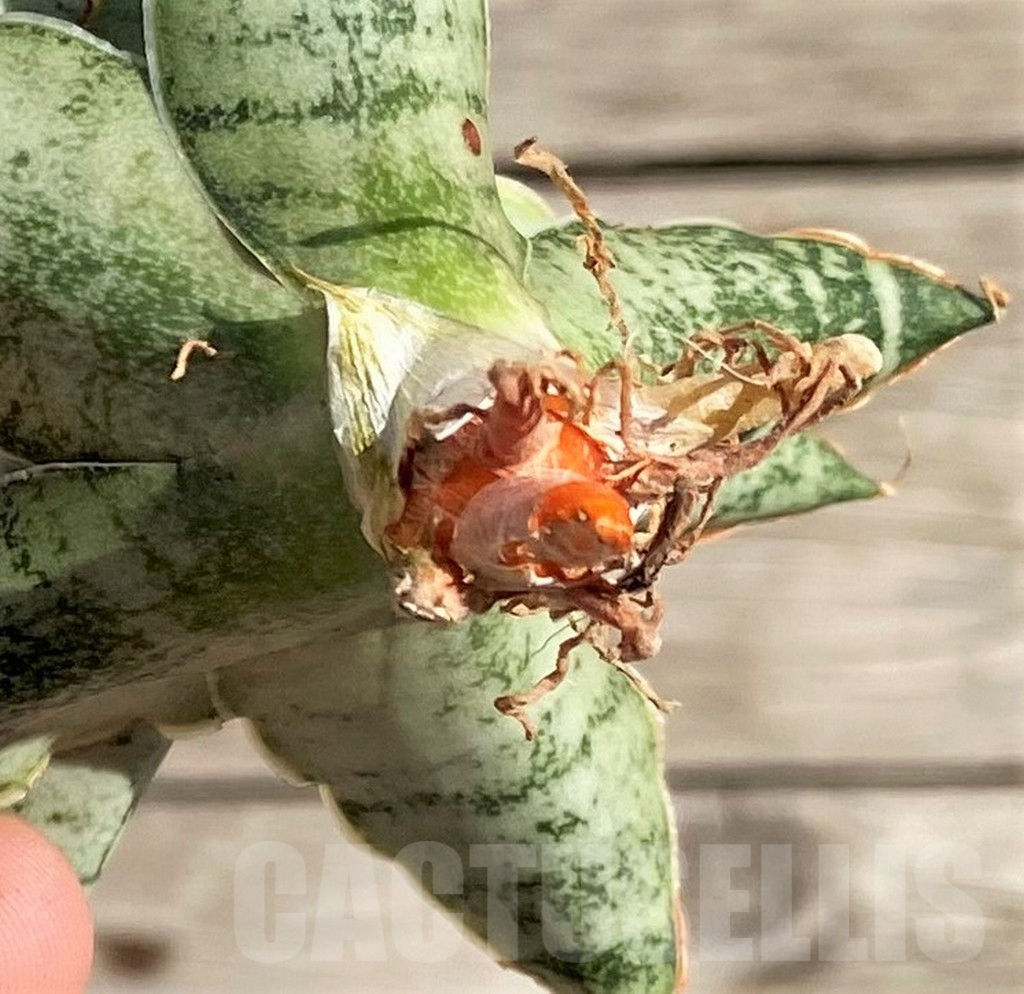 SH1582 Sansevieria 'Snow Flake' - Image 4
