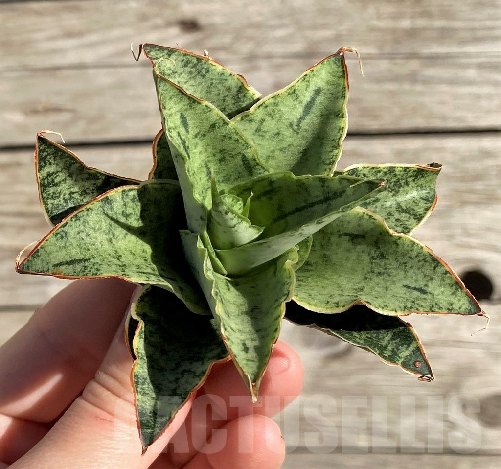 SH1582 Sansevieria 'Snow Flake' - Image 3