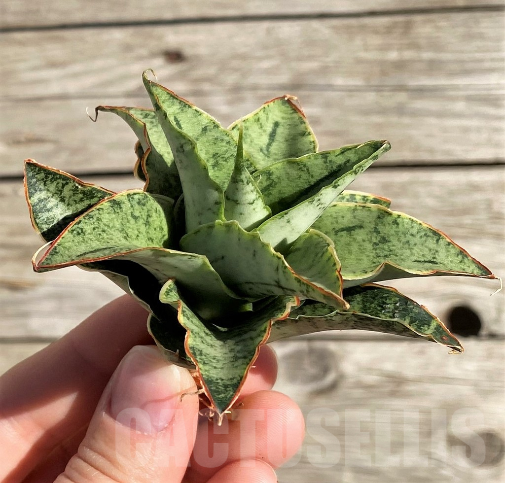 SH1582 Sansevieria 'Snow Flake' - Image 2