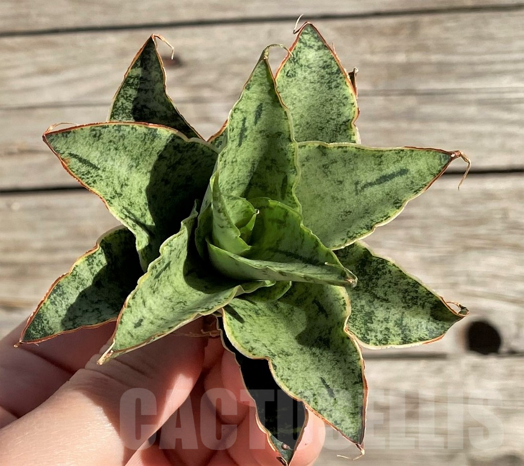 SH1582 Sansevieria 'Snow Flake'