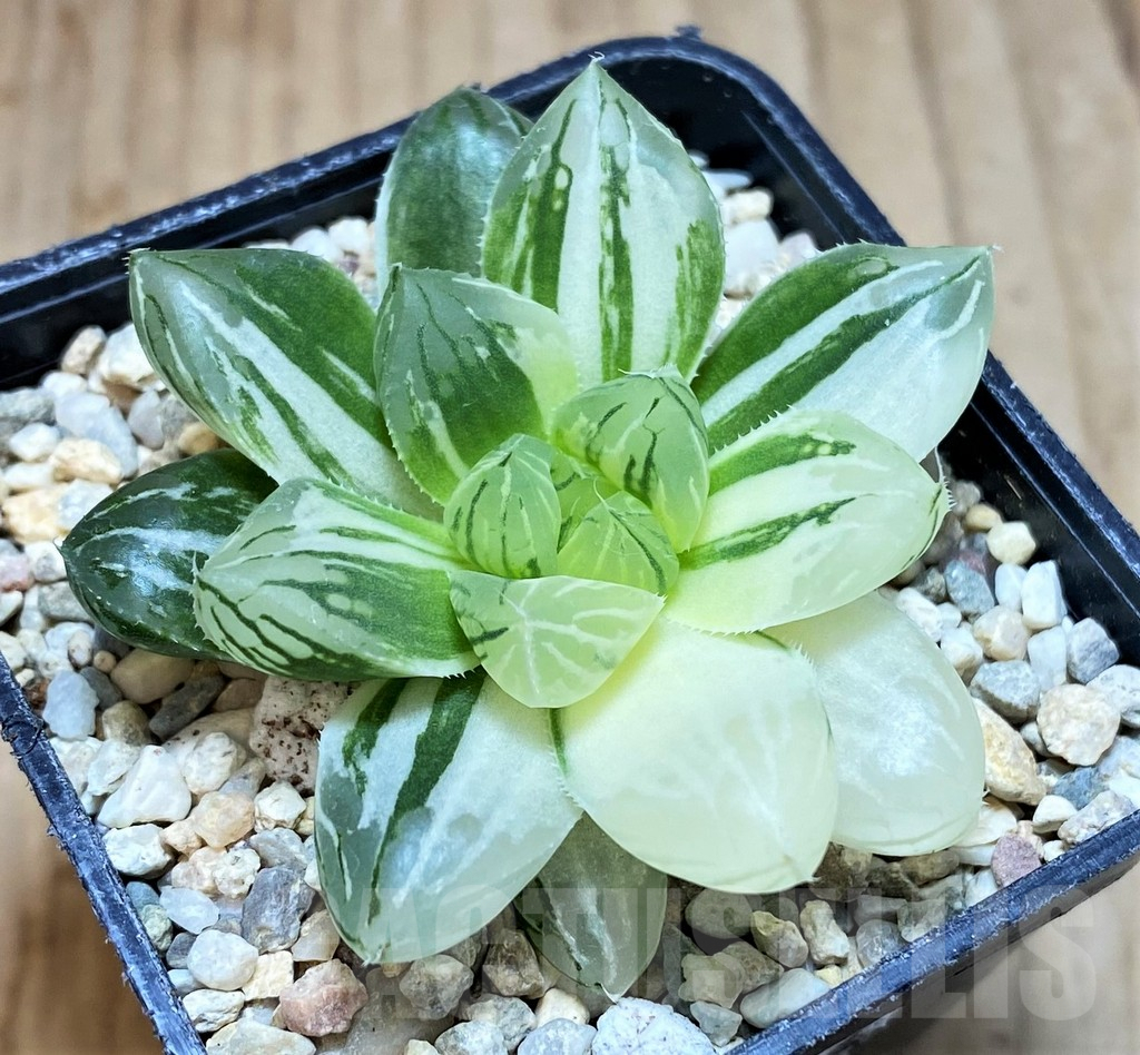 SH1719 Haworthia obtusa 'Marin' f. variegata - Image 2