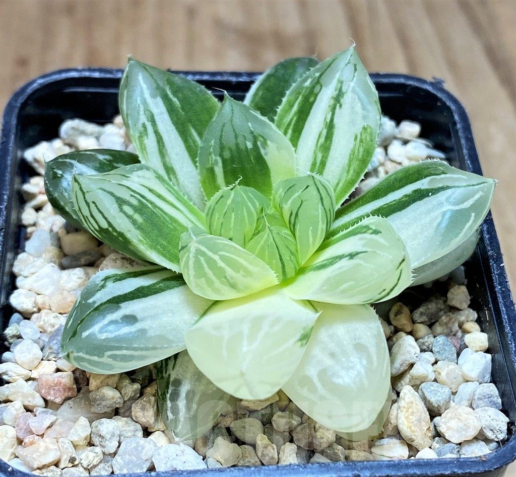 SH1719 Haworthia obtusa 'Marin' f. variegata