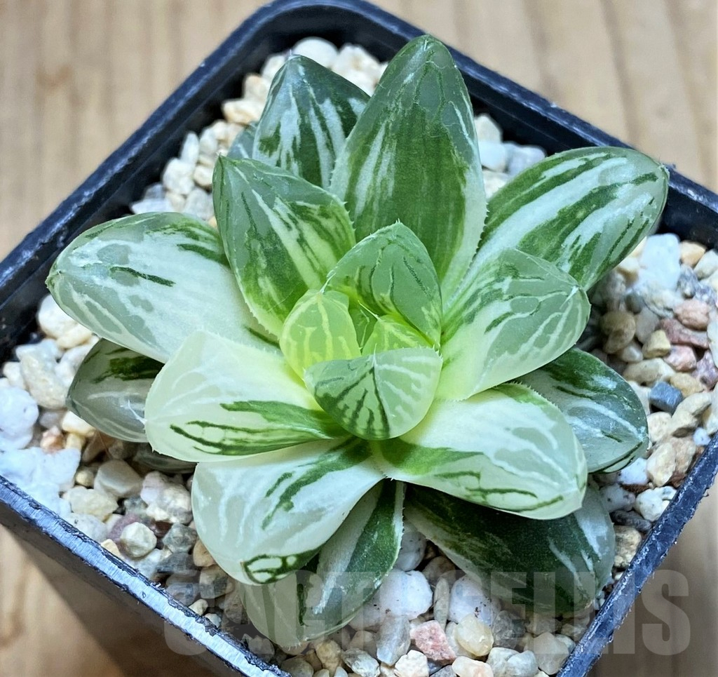 SH1721 Haworthia obtusa ‘Marin’ f. variegata - Image 2