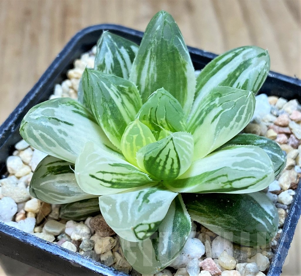 SH1721 Haworthia obtusa ‘Marin’ f. variegata