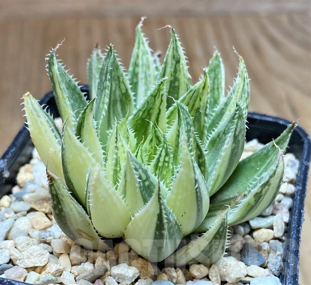 SH1724 Haworthia 'Bubble' f. variegata - Image 2