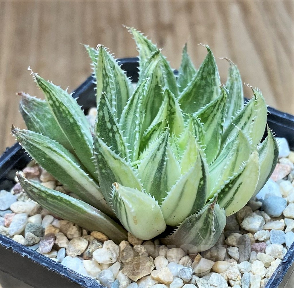 SH1724 Haworthia 'Bubble' f. variegata