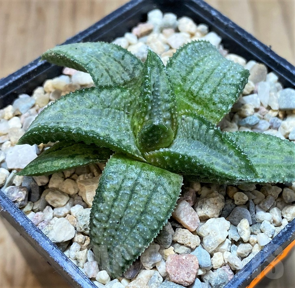 SH1726 Haworthia 'Silver Tarantula' - Image 2