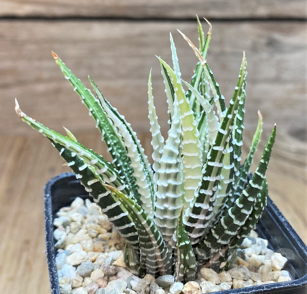 SH1727 Haworthia fasciata f. variegata white