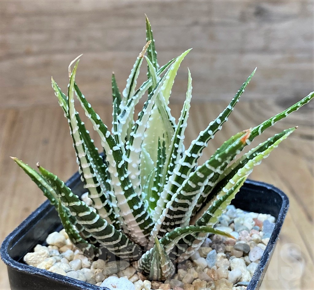 SH1727 Haworthia fasciata f. variegata white - Image 2