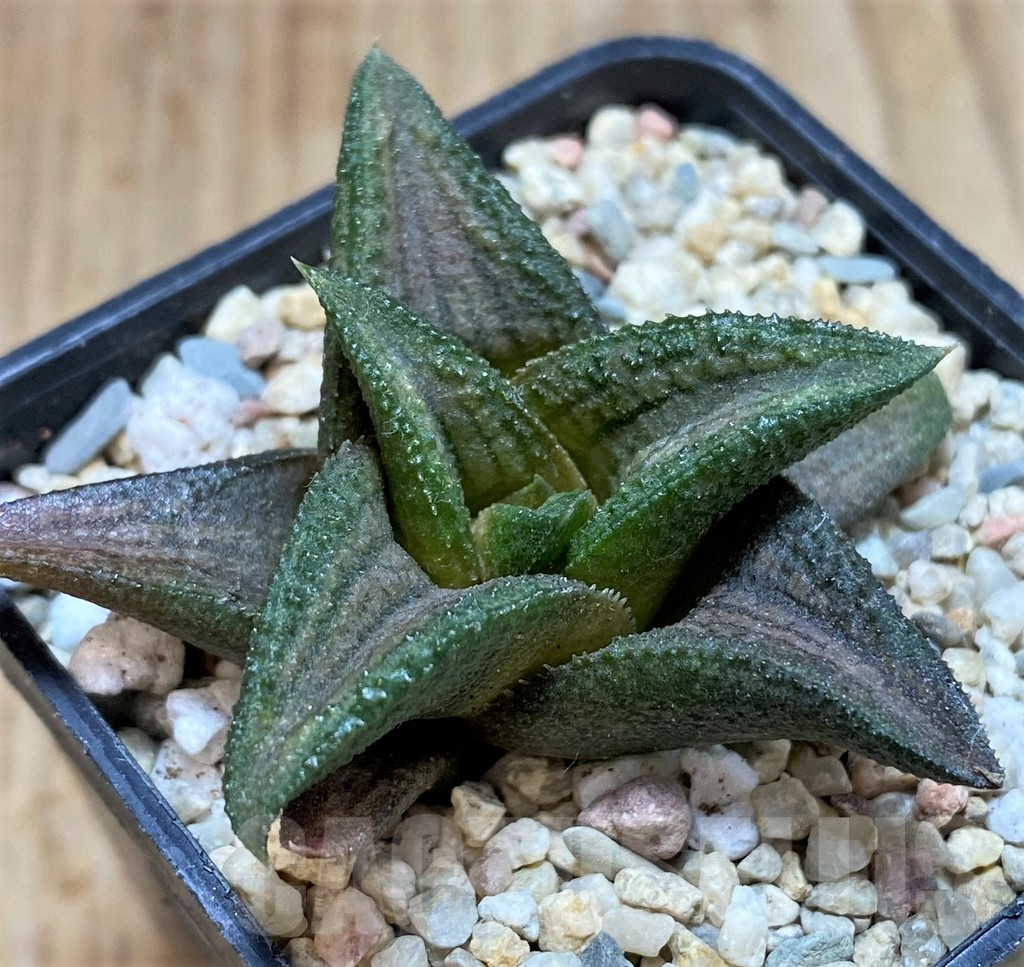 SH1691 Haworthia 'Sugriva' - Image 2