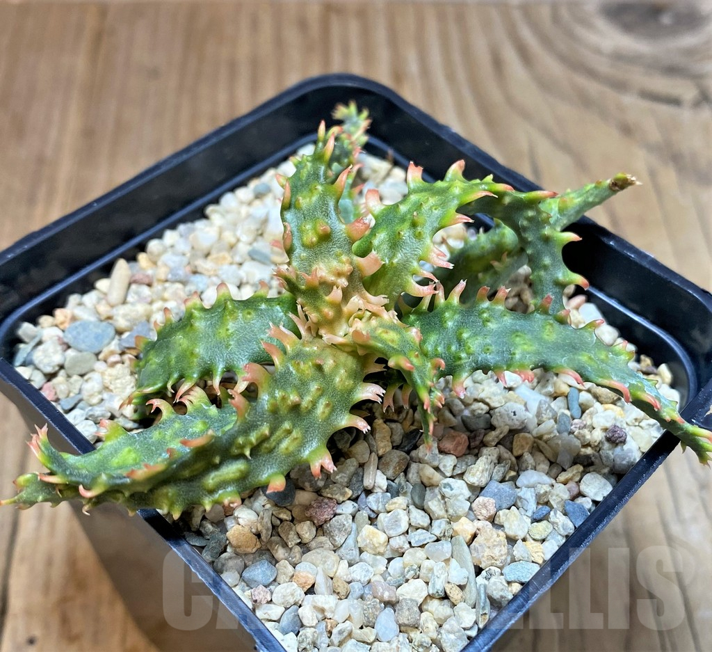 SH1731 Aloe TCT hybrid - Image 2