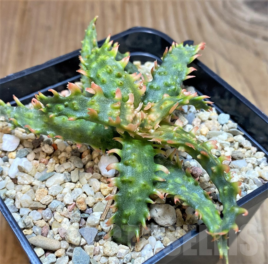 SH1731 Aloe TCT hybrid - Image 3