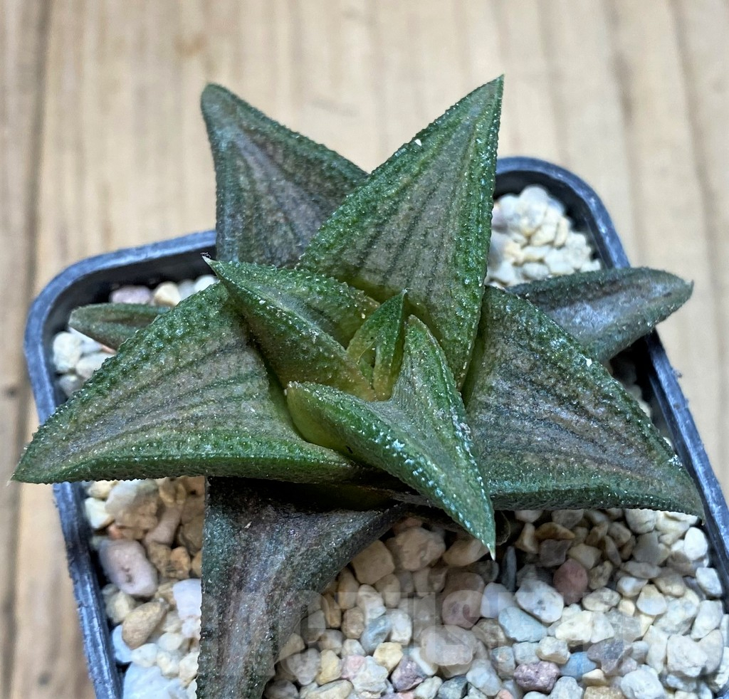 SH1692 Haworthia 'Sugriva' - Image 2