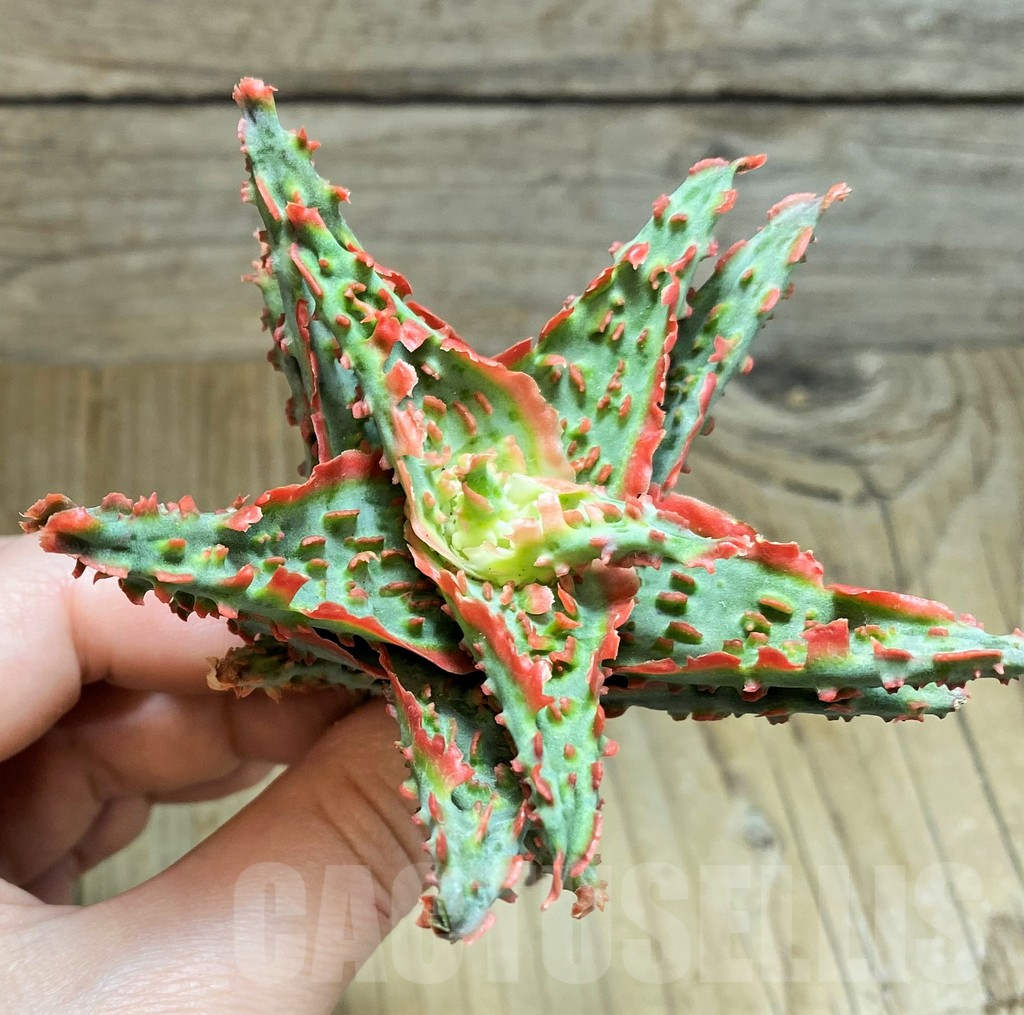 SH1676 Aloe TCT hybrid