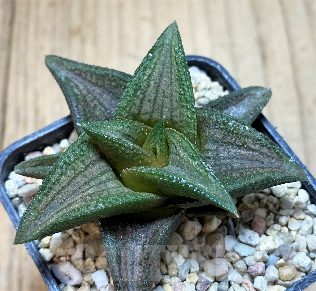 SH1692 Haworthia 'Sugriva' - Image 3