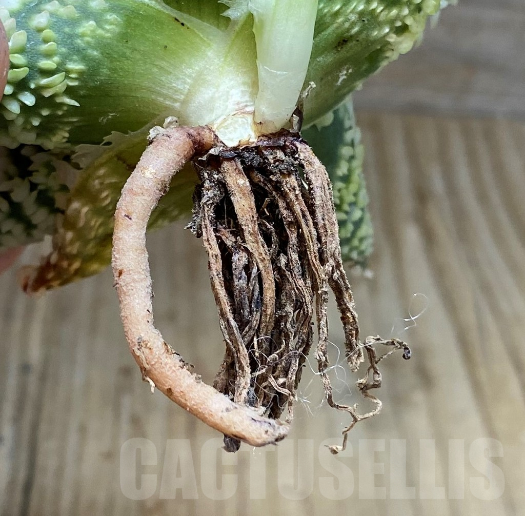 SH1680 Aloe TCT hybrid - Image 3
